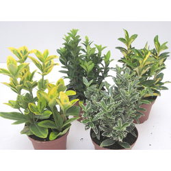 Euonimus japonica aurea - verde 5lt 50/60cm       