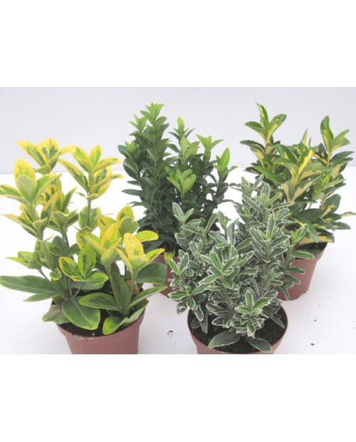 Euonimus japonica aurea - verde 5lt 50/60cm       