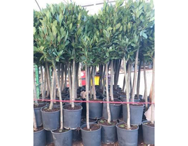 Laurus nobilis copa m25 40/50  40/150cm           