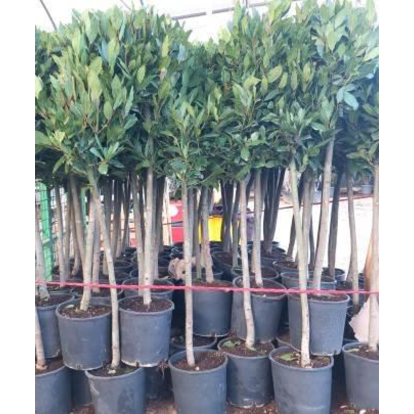 Laurus nobilis copa m25 40/50  40/150cm           