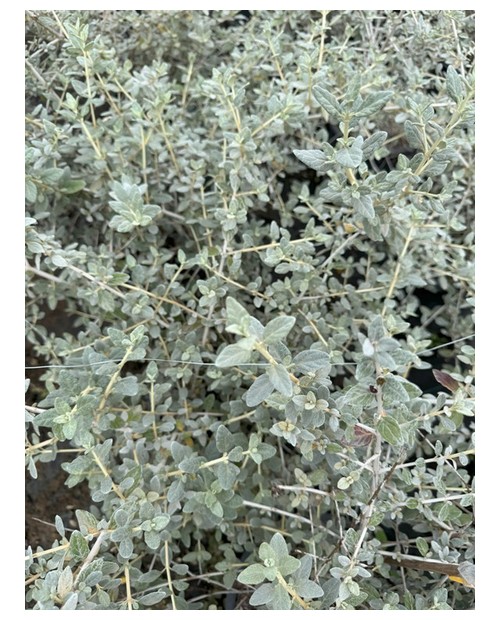 Teucrium fruticans 3lt                            