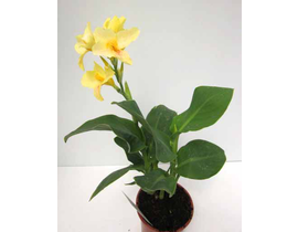 Canna tropical m17                                