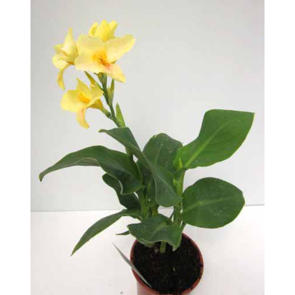 Canna tropical m17                                