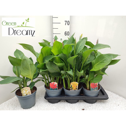Canna tropical m17                                