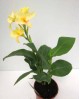 Canna tropical m17                                