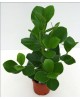 Clusia rosea m17 50/60                            