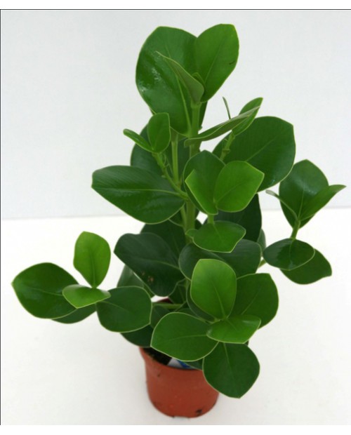 Clusia rosea m17 50/60                            