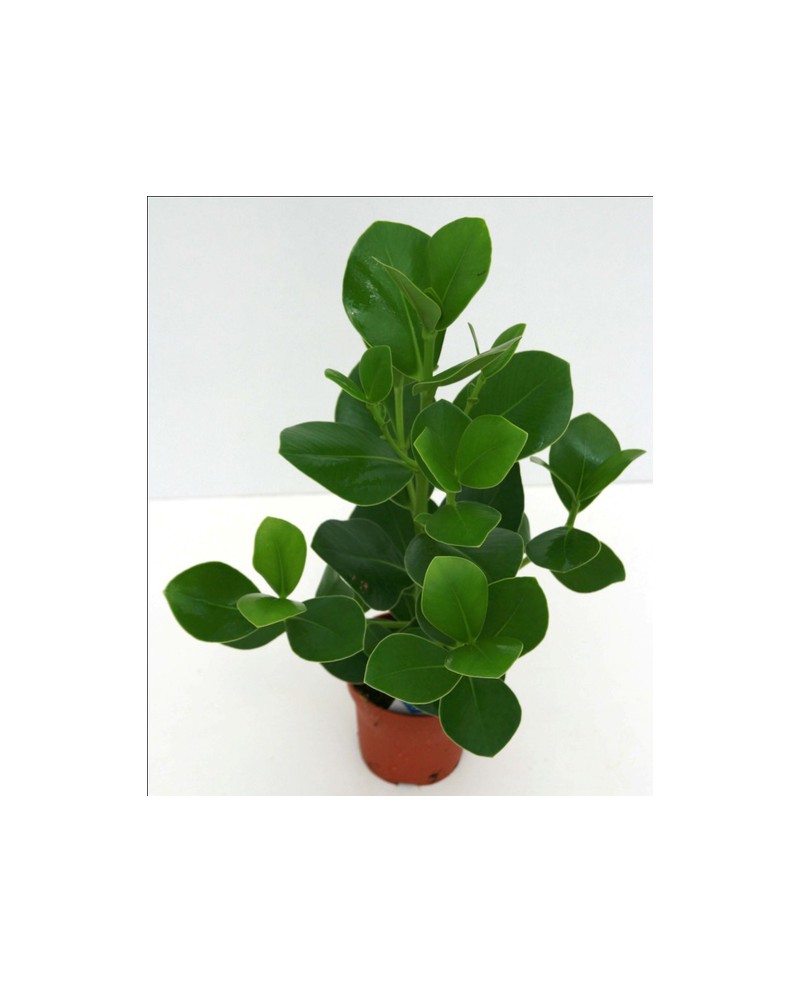 Clusia rosea m17 50/60                            