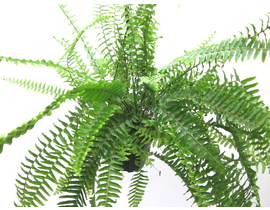 Helecho cordata 15 colgar                         