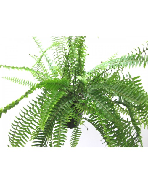 Helecho cordata 15 colgar                         