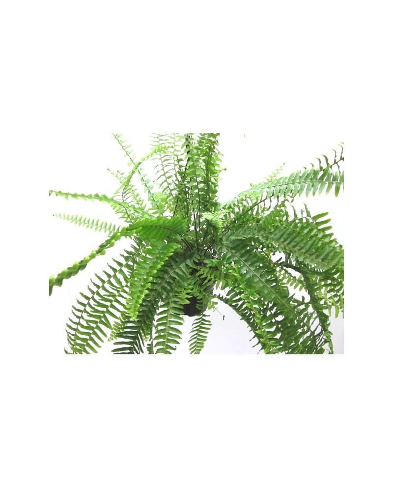 Helecho cordata 15 colgar                         