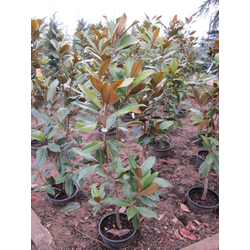 Magnolia grandiflora 60/80 5lt                    