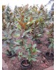 Magnolia grandiflora 60/80 5lt                    