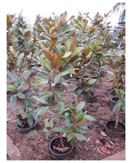 Magnolia grandiflora 60/80 5lt                    