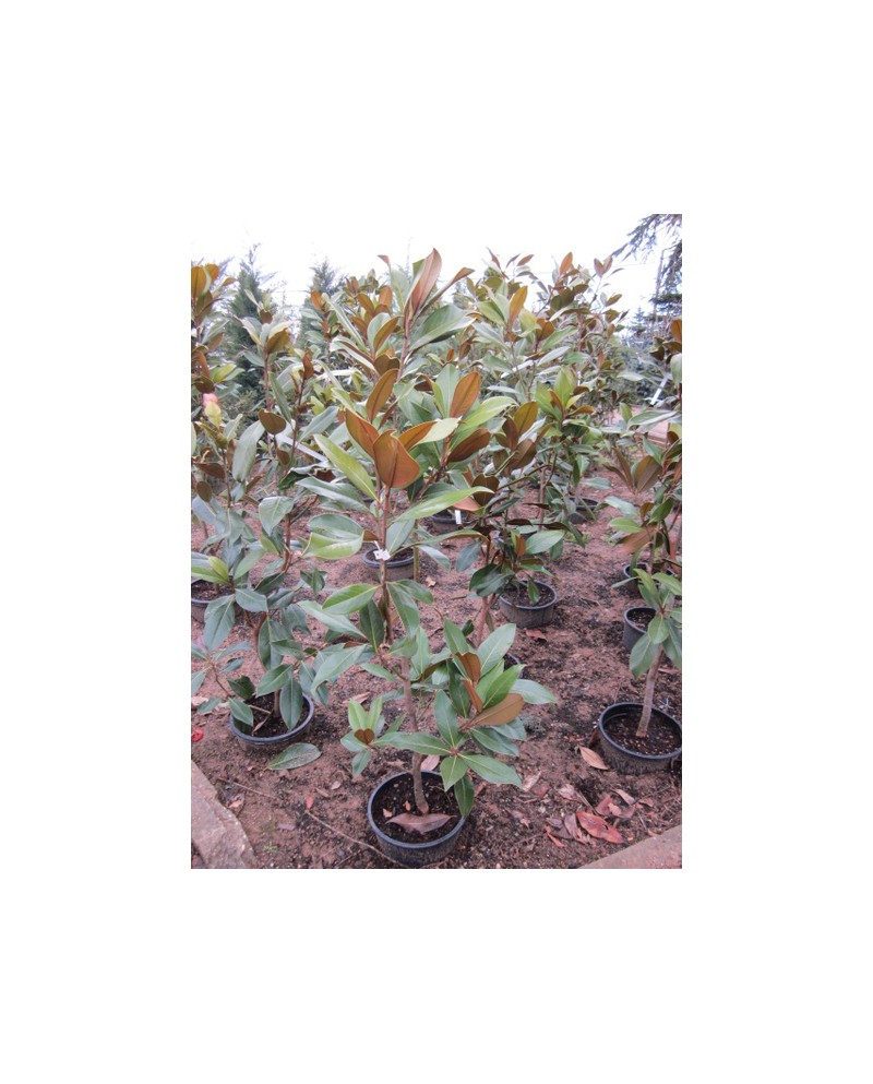 Magnolia grandiflora 60/80 5lt                    