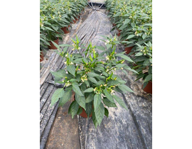 Capsicum guindilla m13                            