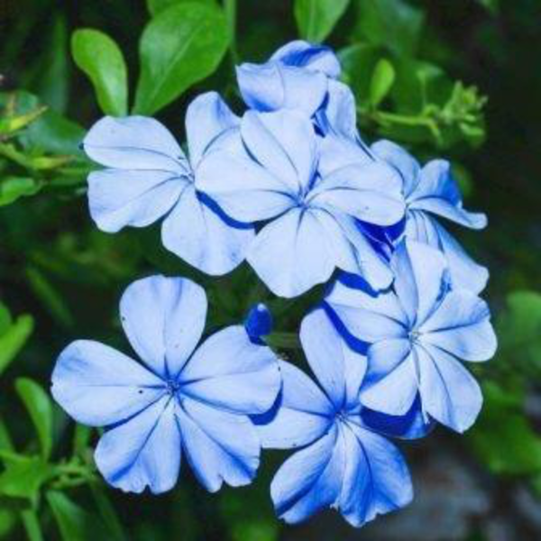 Plumbago auriculata m13 50/60cm                   