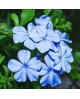 Plumbago auriculata pentaclip m13                 