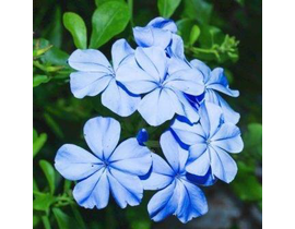 Plumbago auriculata pentaclip m13                 