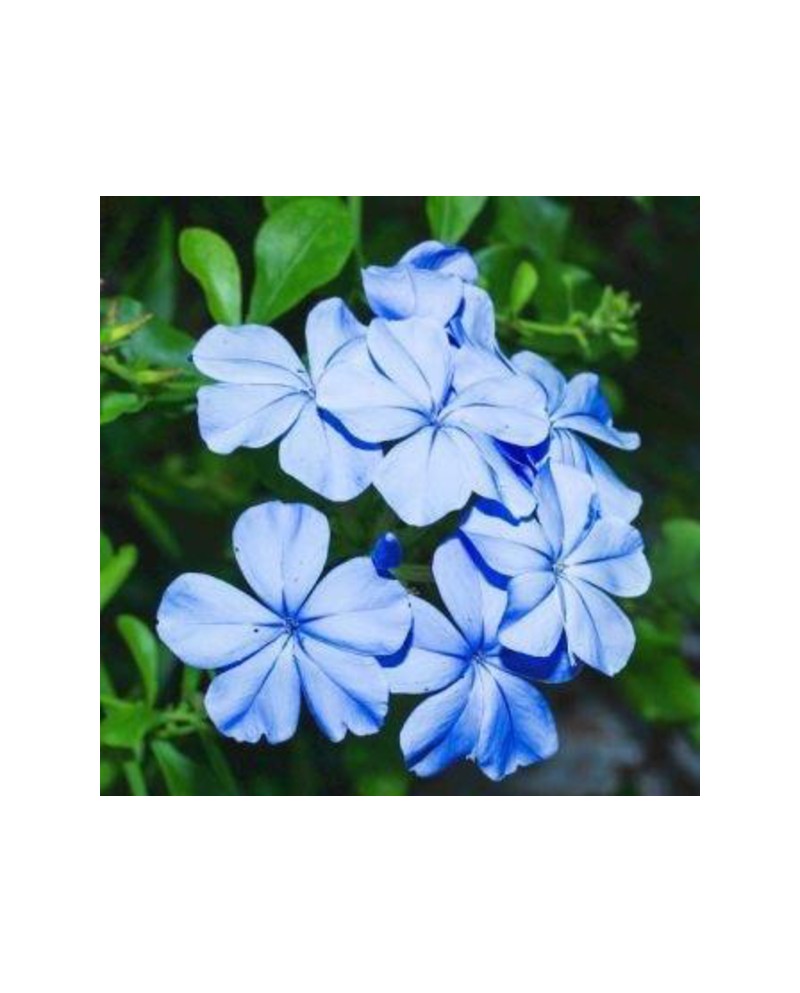 Plumbago auriculata pentaclip m13                 