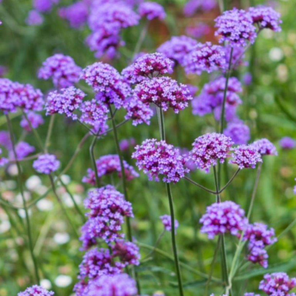 Verbena bonariensis 2lt                           