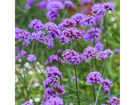 Verbena bonariensis 2lt                           
