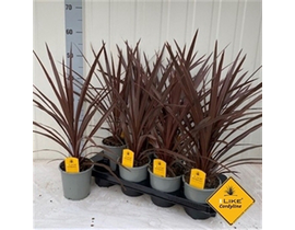 Cordyline australis red start m13                 
