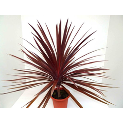 Cordyline australis red start m13                 