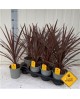 Cordyline australis red start m13                 