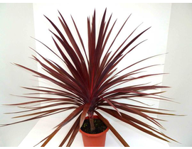 Cordyline australis red start m13                 