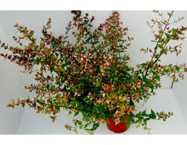 Abelia floribunda 3lt                             