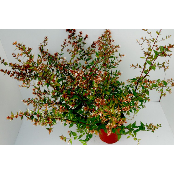 Abelia floribunda 3lt                             