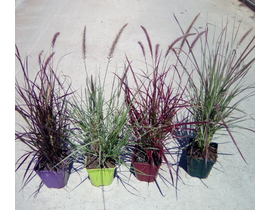 Pennisetum advena mix color 2lt                   