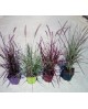 Pennisetum advena mix color 2lt                   