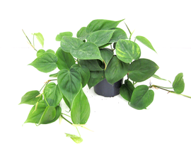 Philodendron scandens m12                         