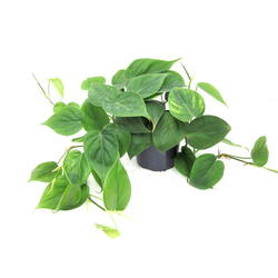 Philodendron scandens m12                         