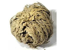 Rosa de jerico (selaginella lepidophylla) caja    