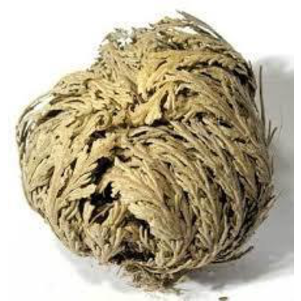 Rosa de jerico (selaginella lepidophylla) caja    