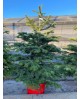 Abeto nordmanniana 125/150                        