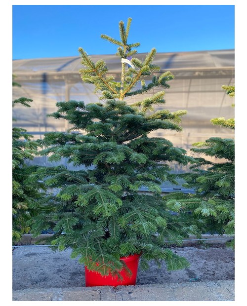 Abeto nordmanniana 125/150                        