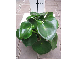 Peperomia raindrop m12                            