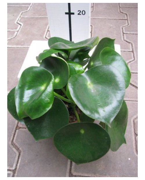 Peperomia raindrop m12                            