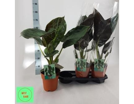 Alocasia wenty m19 60cm                           