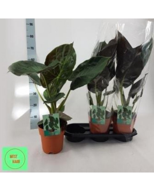 Alocasia wenty m19 60cm                           