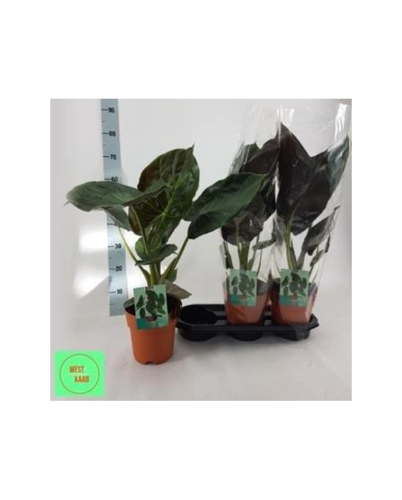 Alocasia wenty m19 60cm                           