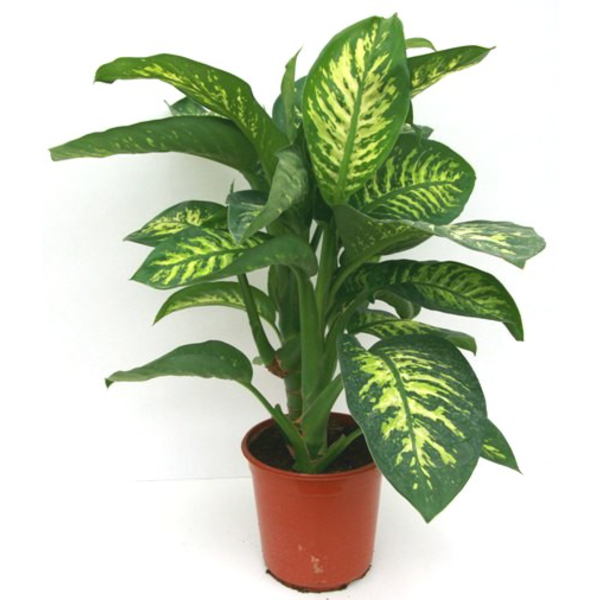 Dieffembachia tropik 22                           