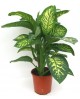 Dieffembachia tropik 22                           