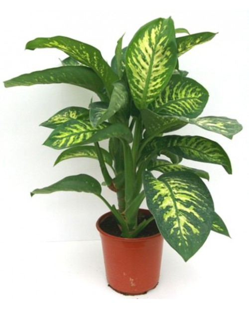 Dieffembachia tropik 22                           