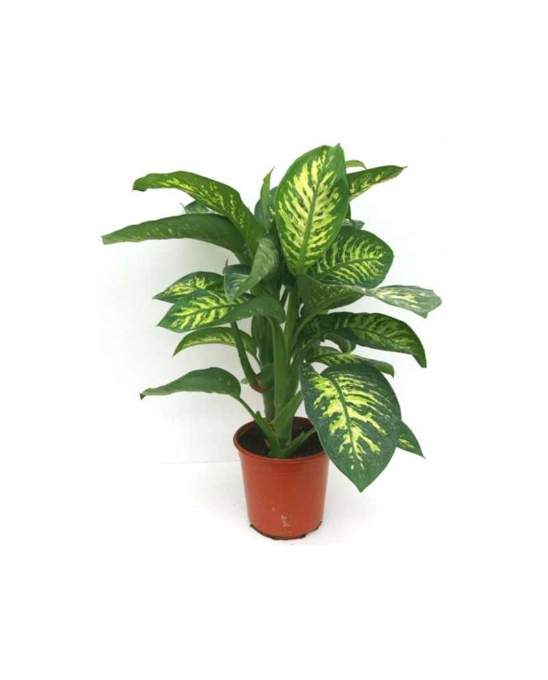 Dieffembachia tropik 22                           