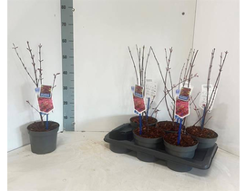 Acer palmatum mix m15 40/50                       